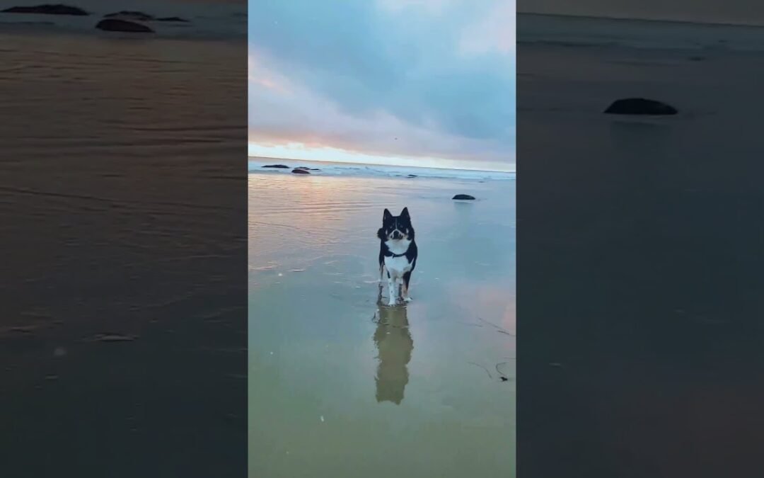 Video: My front yard in San Clemente